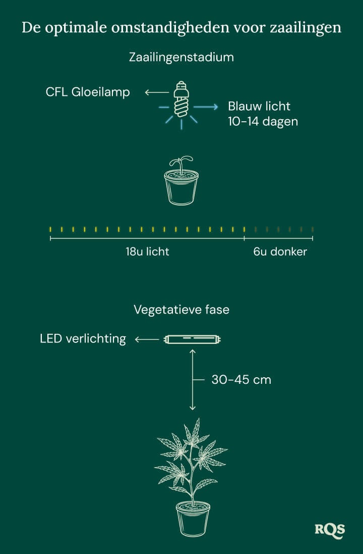 Light Conditions for cannabis seedling