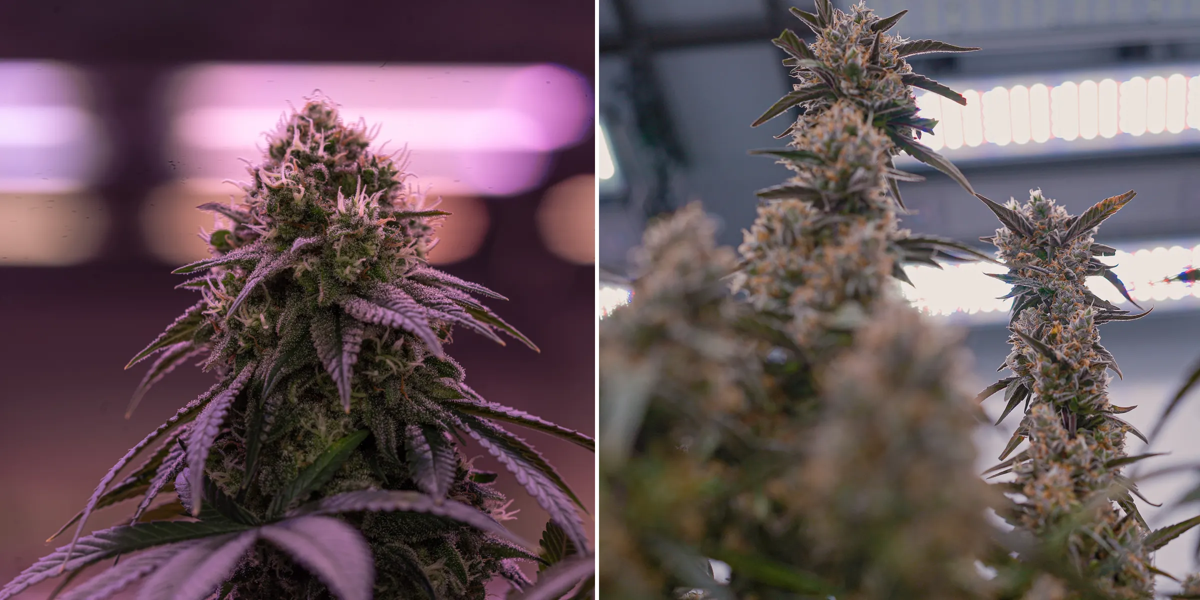 Close-up van rijpe cannabisbloemen onder felle indoor kweeklampen, met harsrijke cola’s, oranje stampers, frosty trichomen en gecontroleerde verlichting die wordt gebruikt voor crop steering.