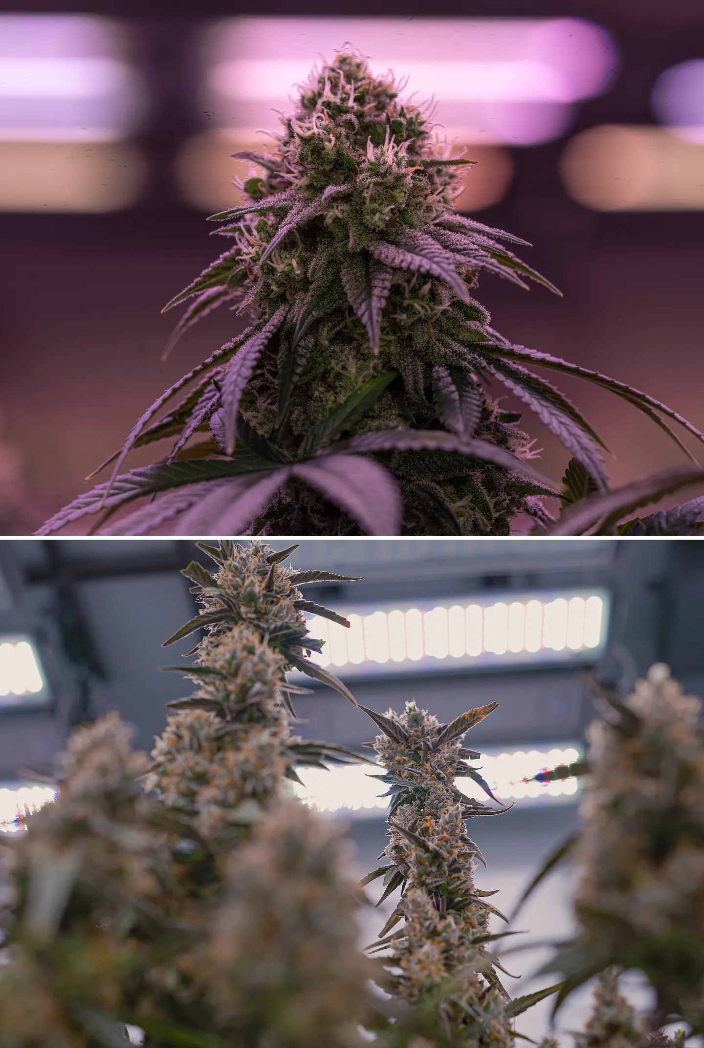 Close-up van rijpe cannabisbloemen onder felle indoor kweeklampen, met harsrijke cola’s, oranje stampers, frosty trichomen en gecontroleerde verlichting die wordt gebruikt voor crop steering.