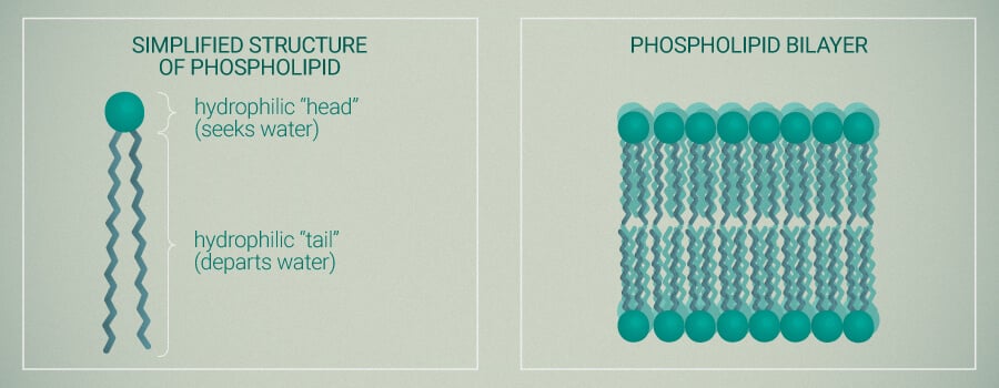 Liposomen Structure