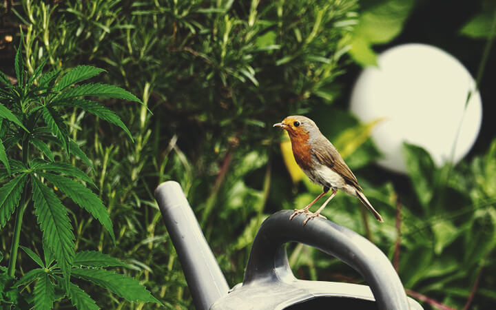 Steeds Meer Wilde Dieren in Je Tuin