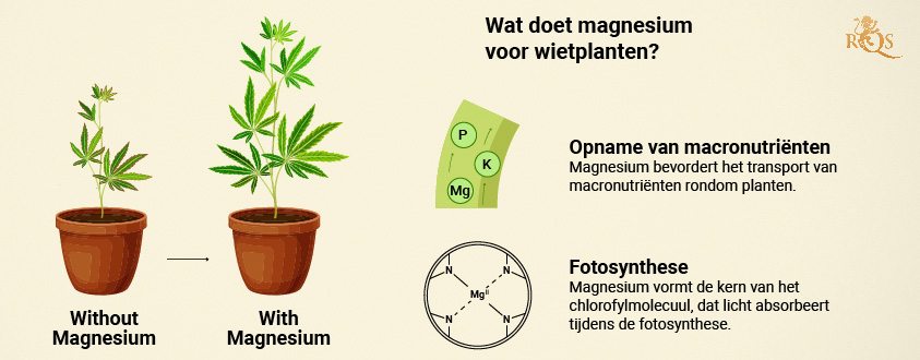 Magnesium benefits for cannabis plants Magnesium benefits for cannabis plants