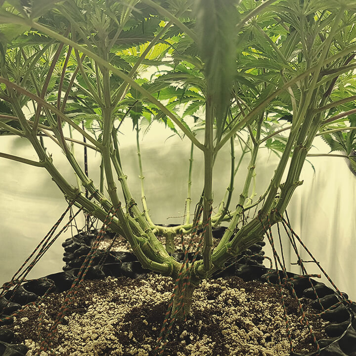 Lollipopping en Mainlining Cannabis Plant