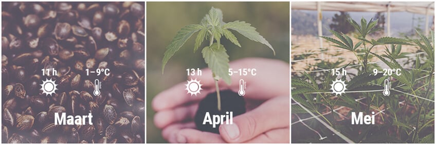 Hoe kweek je cannabis buiten in Duitsland, Maart, April, Mei