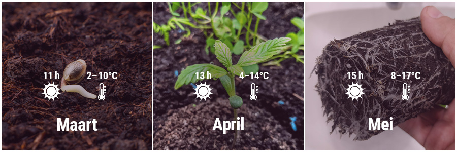 EEN HANDLEIDING VOOR HET BUITEN KWEKEN VAN CANNABIS IN NEDERLAND