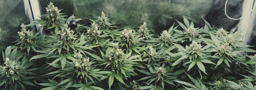 Medical Mass