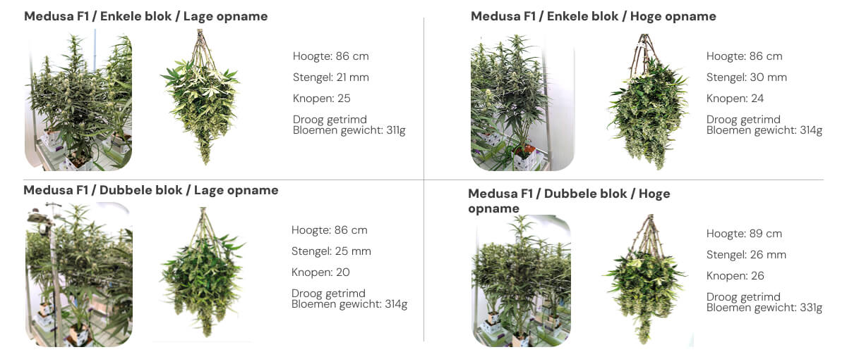 Medusa F1 resultaten: vergelijking single block vs dual block Resultatenoverzicht van Medusa F1 met vergelijking tussen single block en dual block bij lage en hoge irrigatie