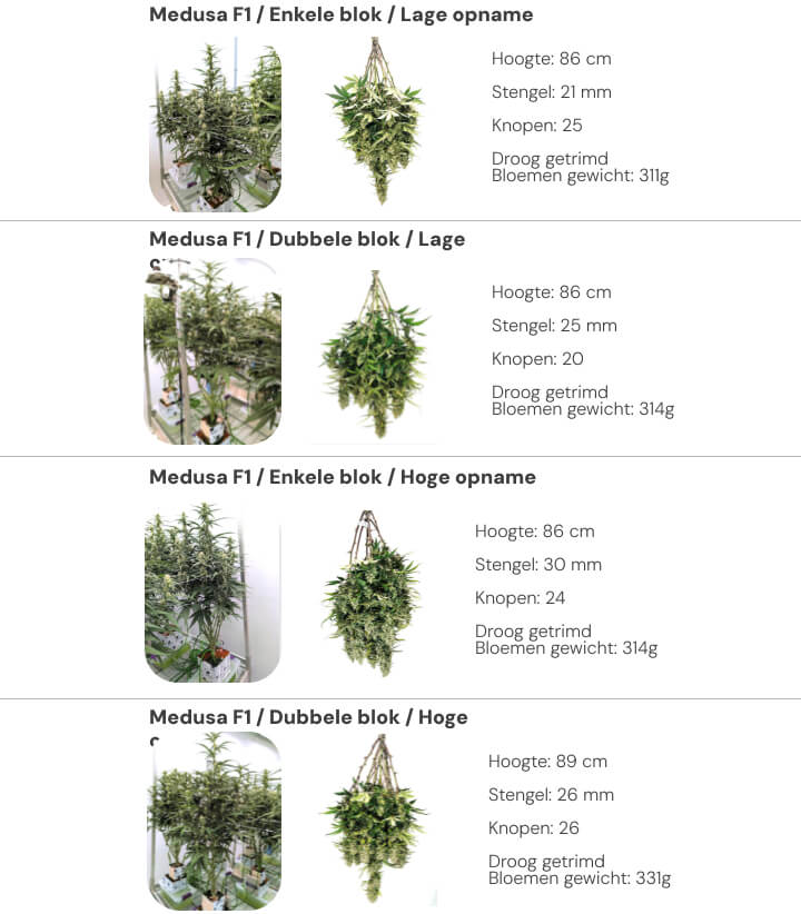 Resultatenoverzicht van Medusa F1 met vergelijking tussen single block en dual block bij lage en hoge irrigatie