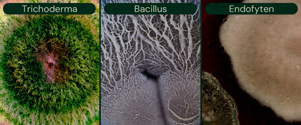 Afbeelding die Trichoderma, Bacillus en Endofyten toont als microbiële biologische bestrijdingsmiddelen voor cannabis, die helpen bij plaagbestrijding en ziektepreventie.
