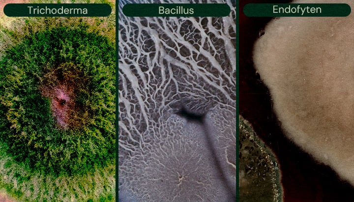 Afbeelding die Trichoderma, Bacillus en Endofyten toont als microbiële biologische bestrijdingsmiddelen voor cannabis, die helpen bij plaagbestrijding en ziektepreventie.