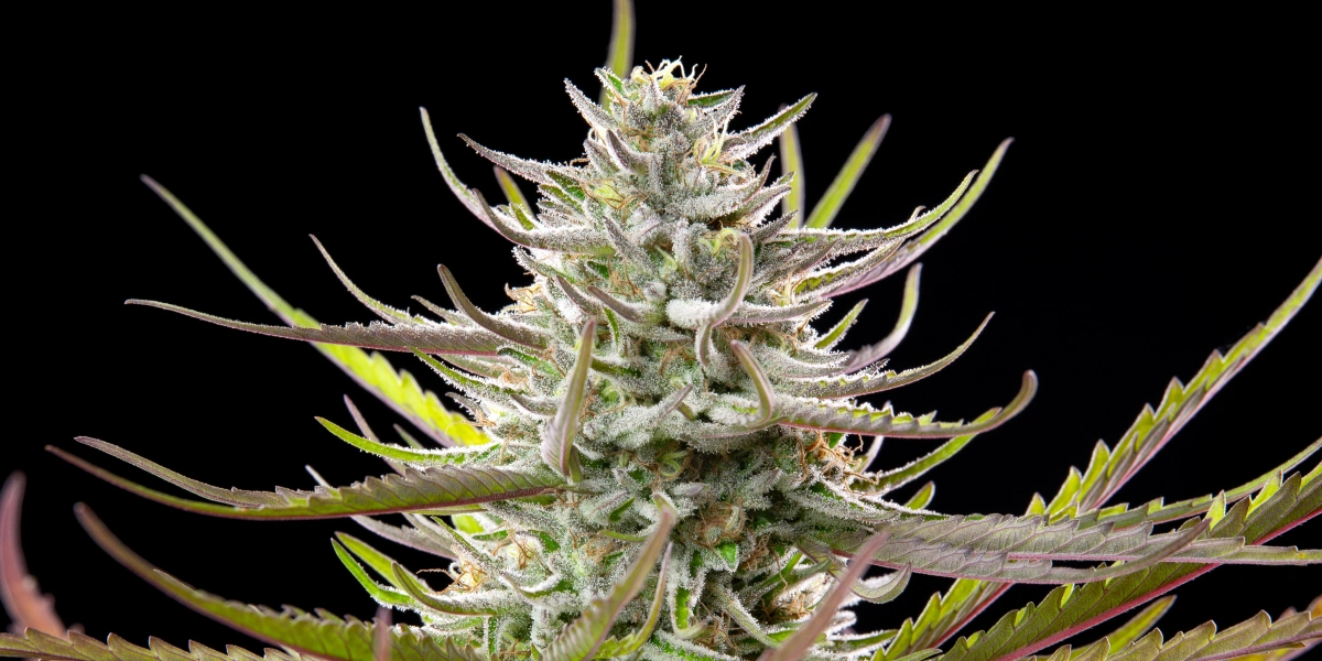 Mimosa cannabistop met frostige harsrijke bloemen, paarsgroene bladeren, witte stampers en compacte bloeiende groei tegen een donkere achtergrond.