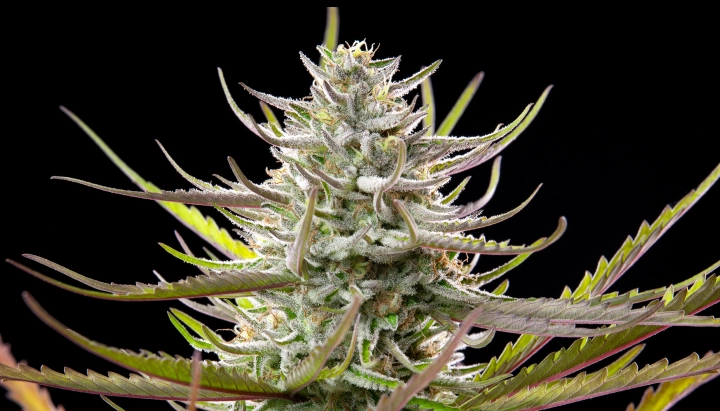 Mimosa cannabistop met frostige harsrijke bloemen, paarsgroene bladeren, witte stampers en compacte bloeiende groei tegen een donkere achtergrond.