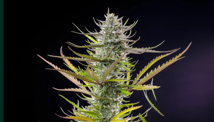 Mimosa: kortste compacte fotoperiode soort Mimosa cannabisplant met een frostige harsrijke cola, paarsgroene bladeren, witte stampers en een compacte bloeistructuur tegen een donkere achtergrond.