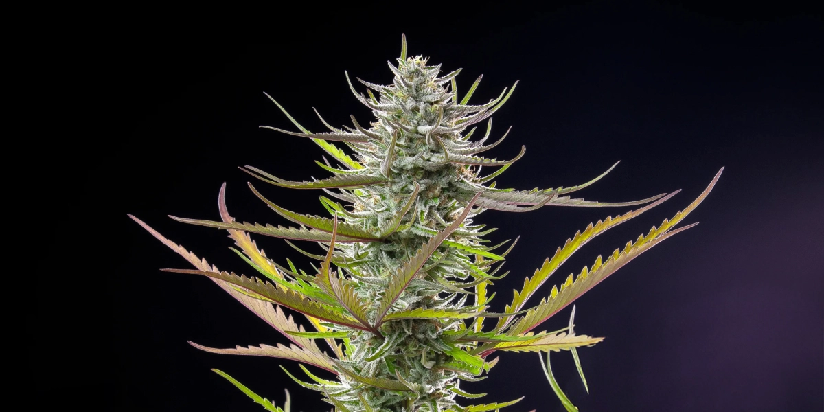 Mimosa: kortste compacte fotoperiode soort Mimosa cannabisplant met een frostige harsrijke cola, paarsgroene bladeren, witte stampers en een compacte bloeistructuur tegen een donkere achtergrond.
