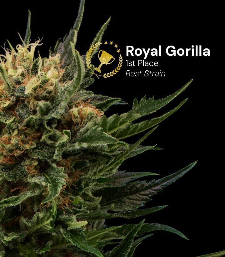 Royal Gorilla cannabis top bekroond als beste soort eerste plaats met dichte harsrijke bloemen en oranje stampers tegen een zwarte achtergrond