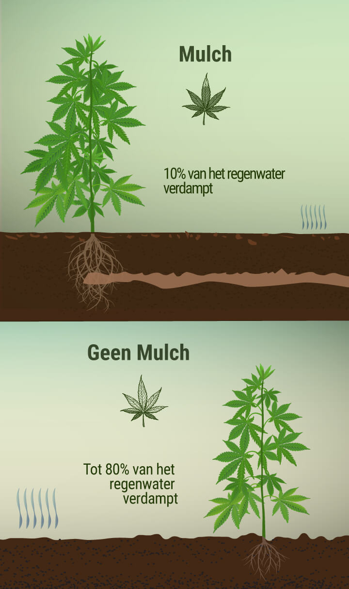 Wat Is Mulch en Welke Voordelen Heeft het voor Je Wiettuin?