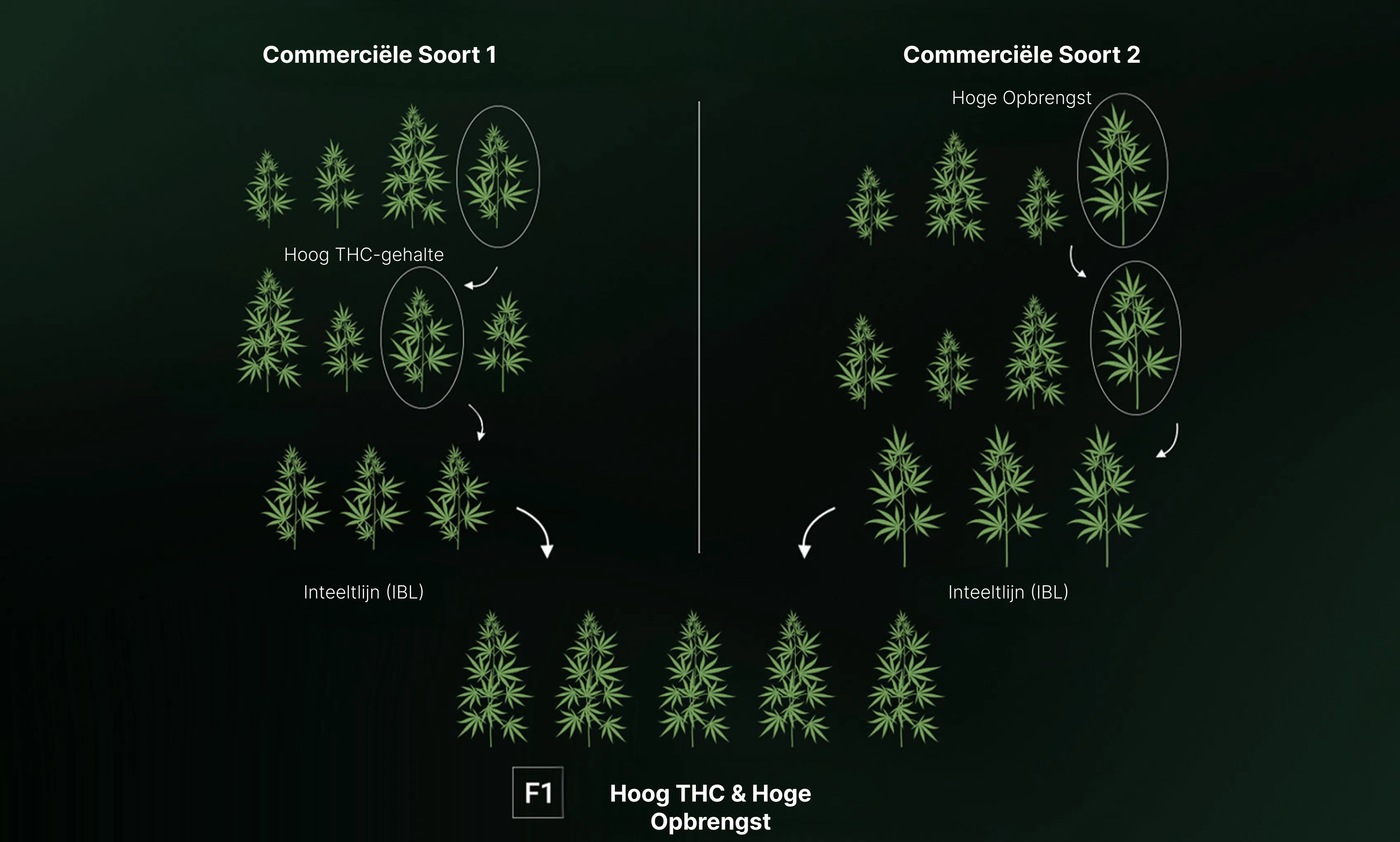 How are F1 Seeds Created? How are F1 Seeds Created?