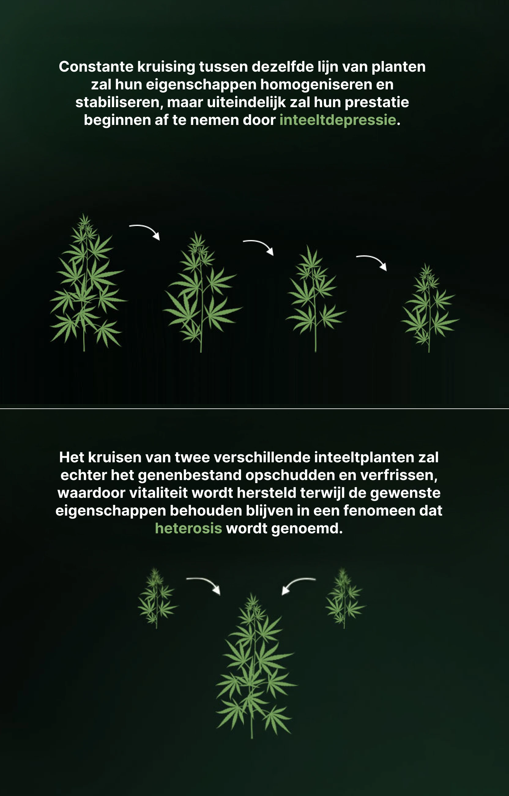 Heterosis