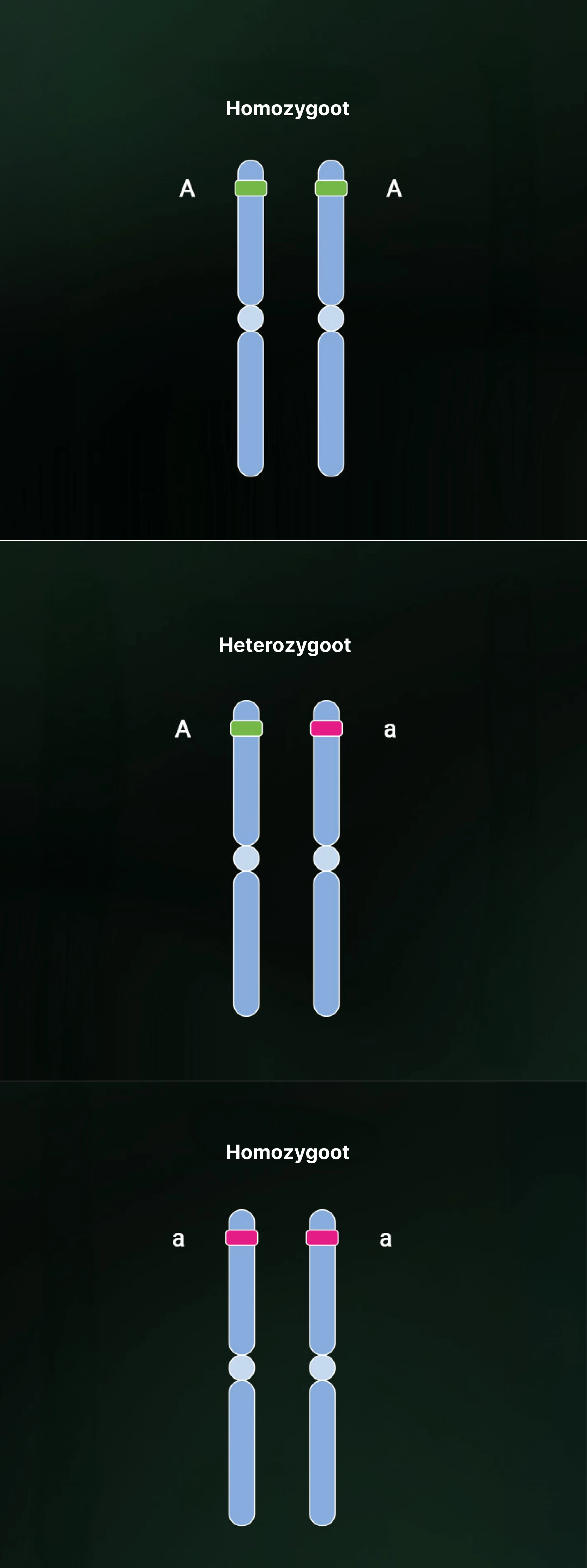 Heterozygosity and homozygosity Heterozygosity and homozygosity