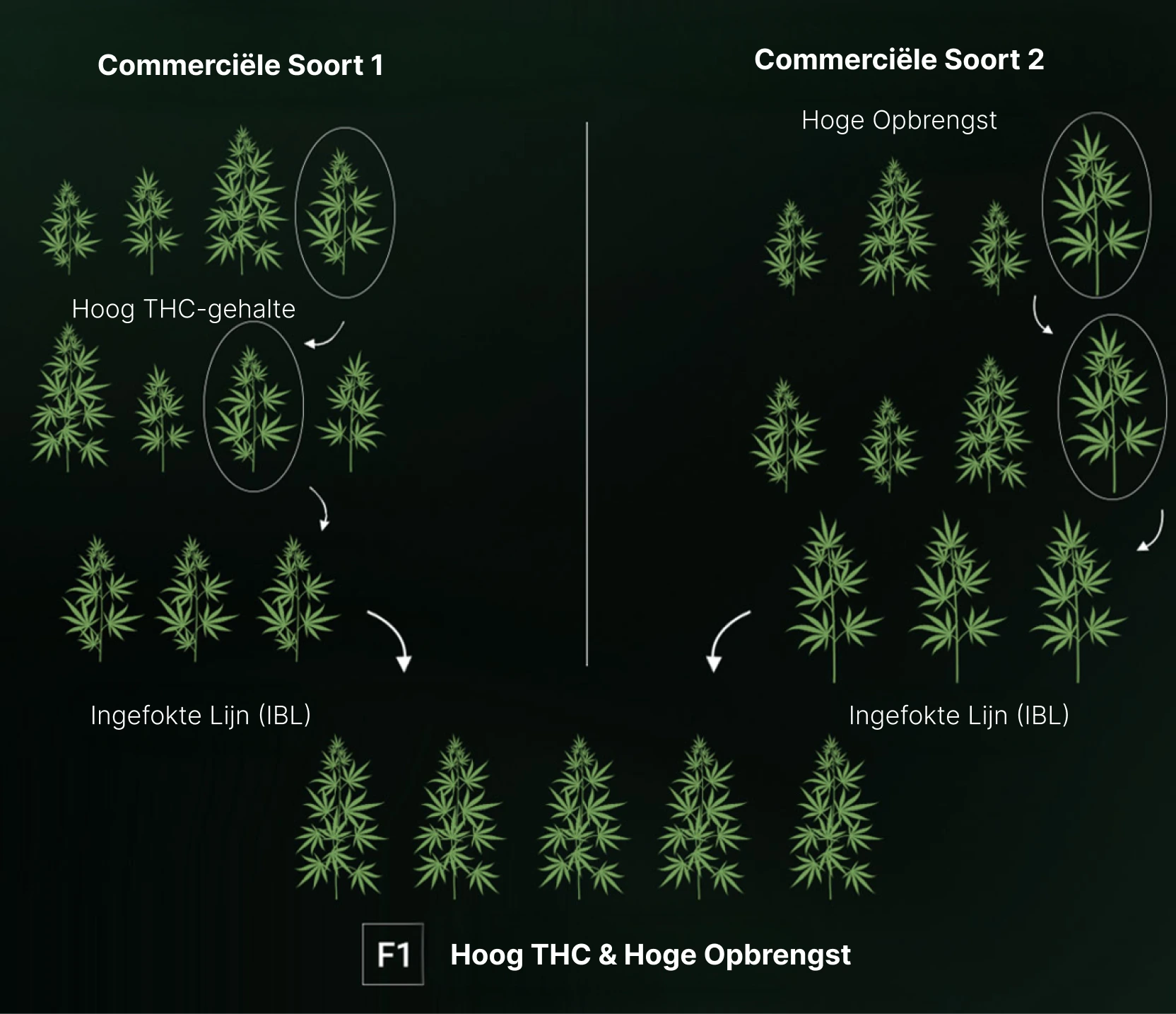 How are F1 Seeds Created? How are F1 Seeds Created?