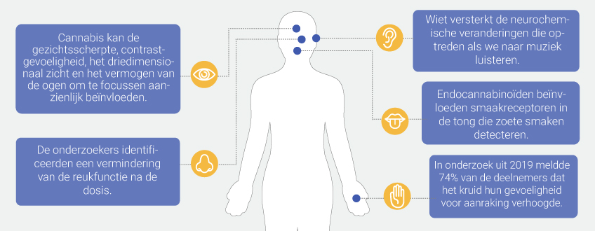 De invloed van cannabis op de zintuigen