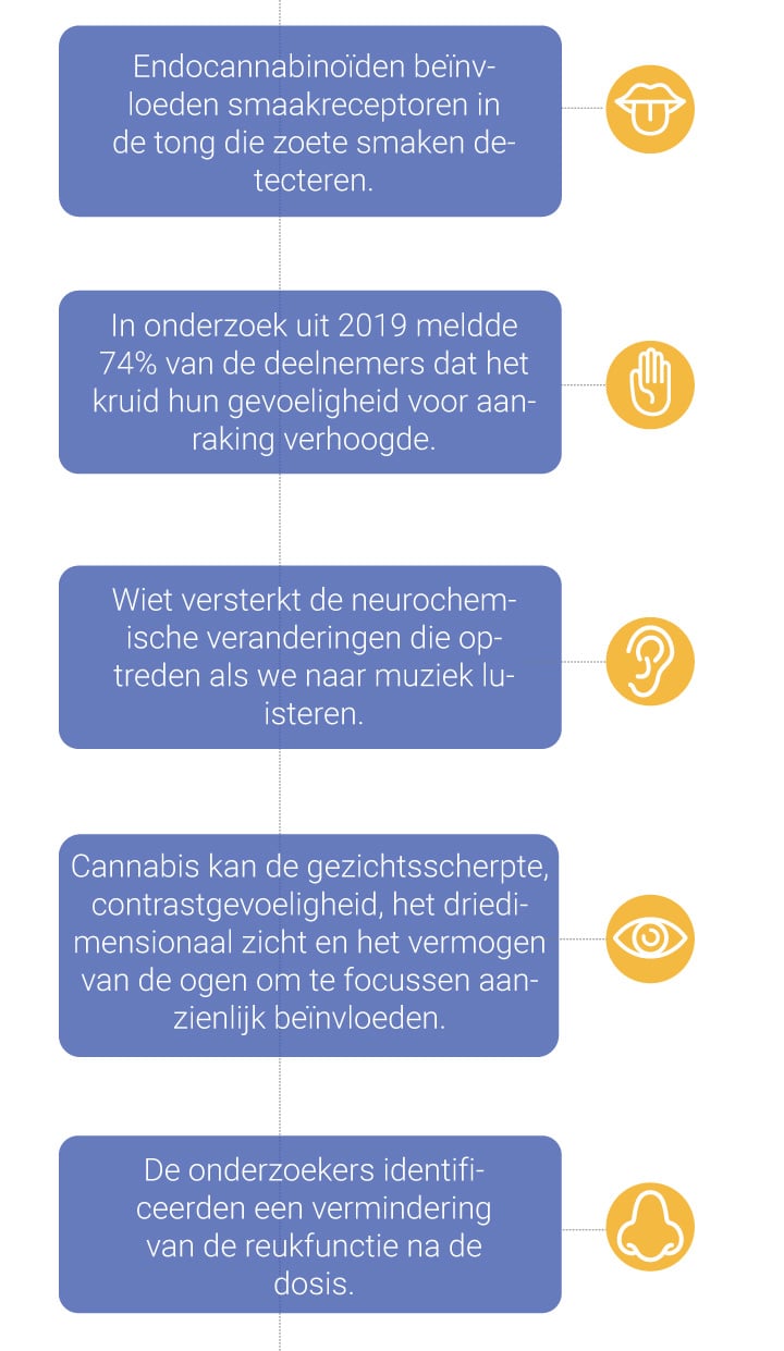 De invloed van cannabis op de zintuigen De invloed van cannabis op de zintuigen