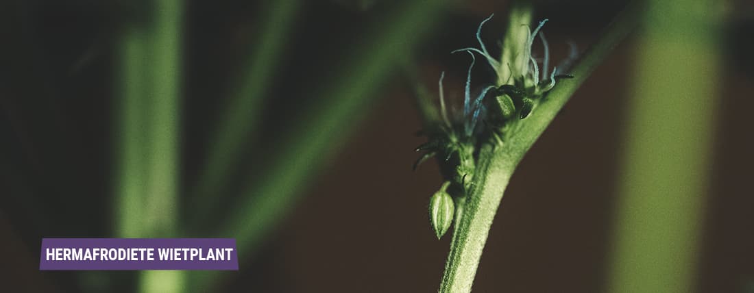 Hermafrodieten: wanneer wietplanten eenhuizig worden