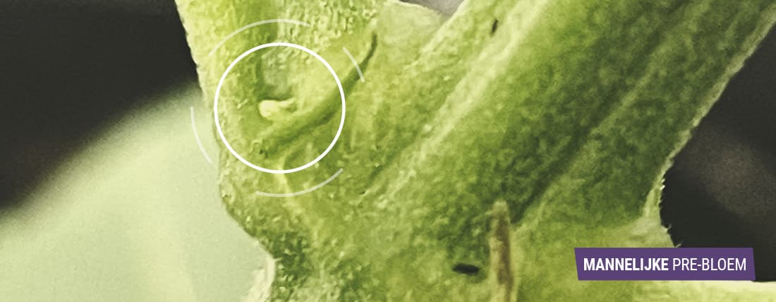 Het identificeren van mannelijke wietplanten Het identificeren van mannelijke wietplanten