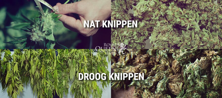 Nat Knippen, Droog Knippen 