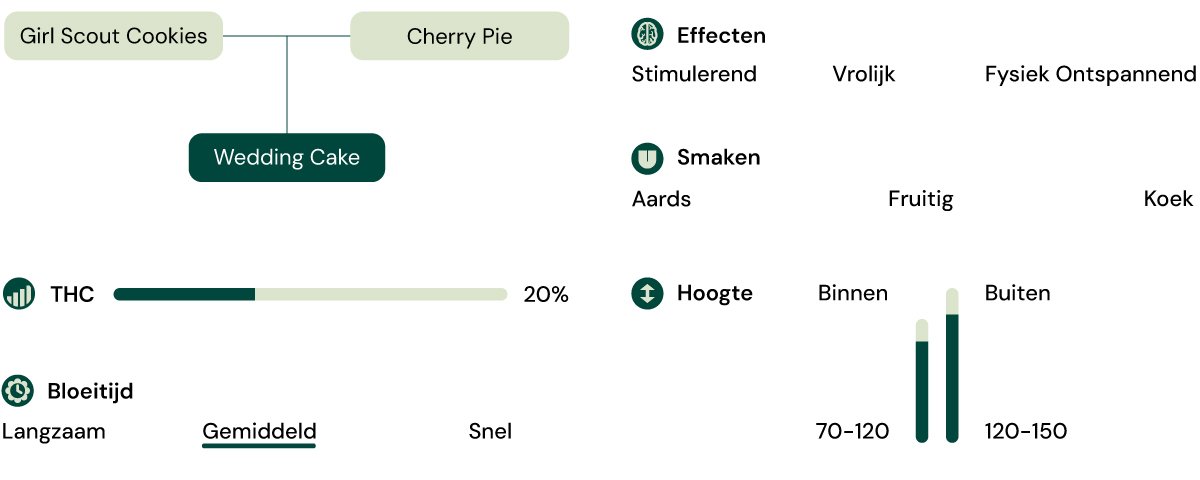 Hybride van Girl Scout Cookies en Cherry Pie met 20% THC, ontspannend en opwekkend effect, zoete aardse koekjessmaak.