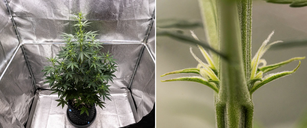 NYC Sour Diesel Auto cannabisplant in week 4 van de bloei, ongeveer 97 cm hoog, met sterke stretch, een hoge open structuur, bredere tussenruimte bovenin en eerste toppen onder ledlicht