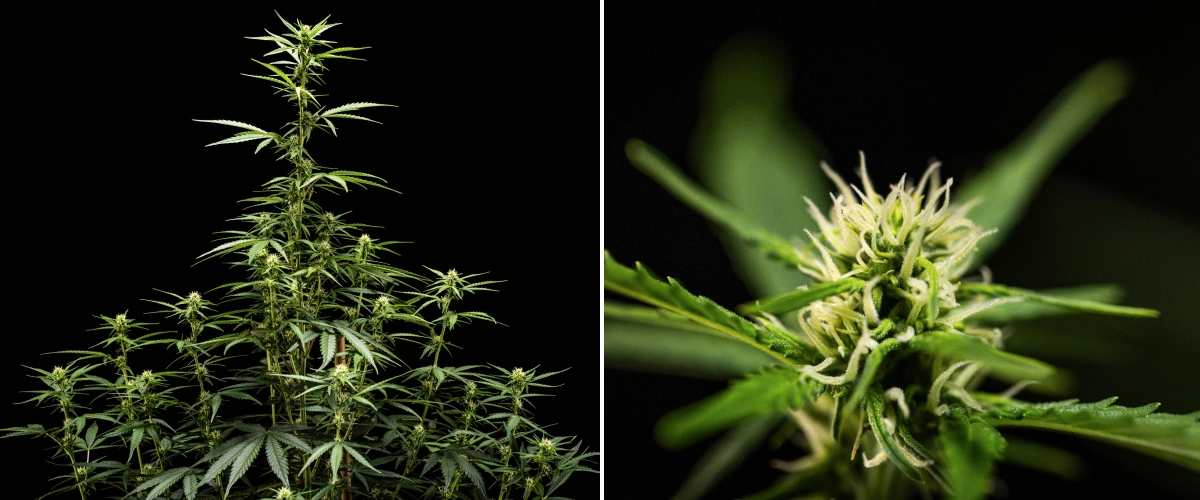 NYC Sour Diesel Auto cannabisplant in week 5 van de bloei, ongeveer 120 cm hoog, met aanhoudende stretch, uitbreidende toppen over de hele canopy en gestage bloemvorming buiten de kweektent