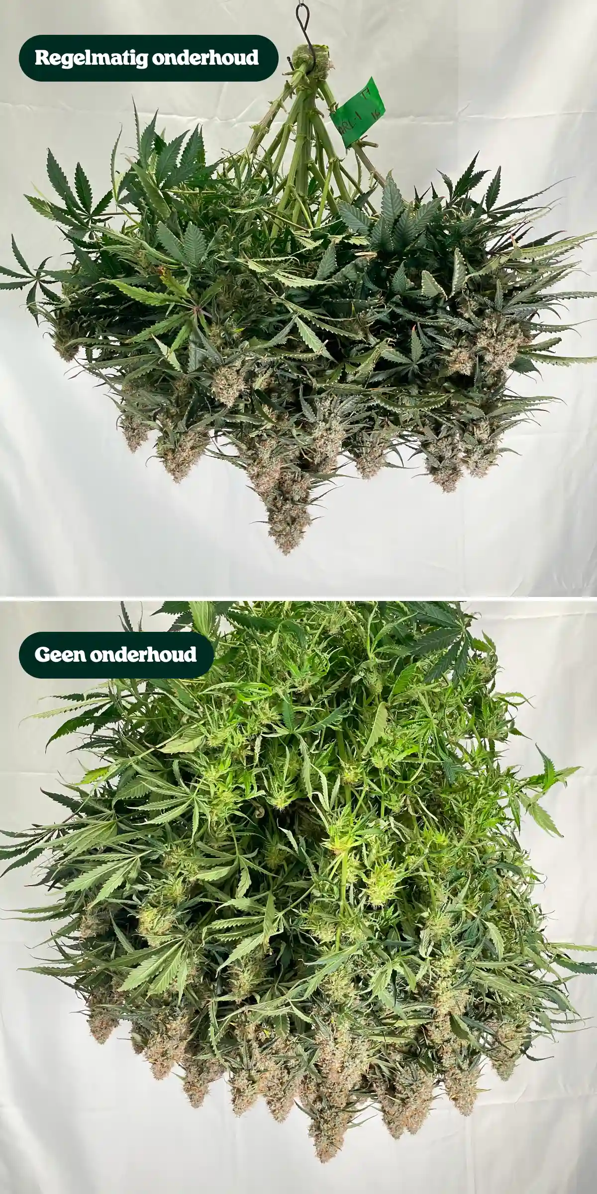Vergelijking van cannabisonderhoud: regulier vs geen onderhoud Zij-aan-zij vergelijking van cannabisplanten na de oogst, met behandelingen met regulier onderhoud versus geen onderhoud, en verschillen in canopydichtheid, bladgroei, knopstructuur en gesnoeide takken.