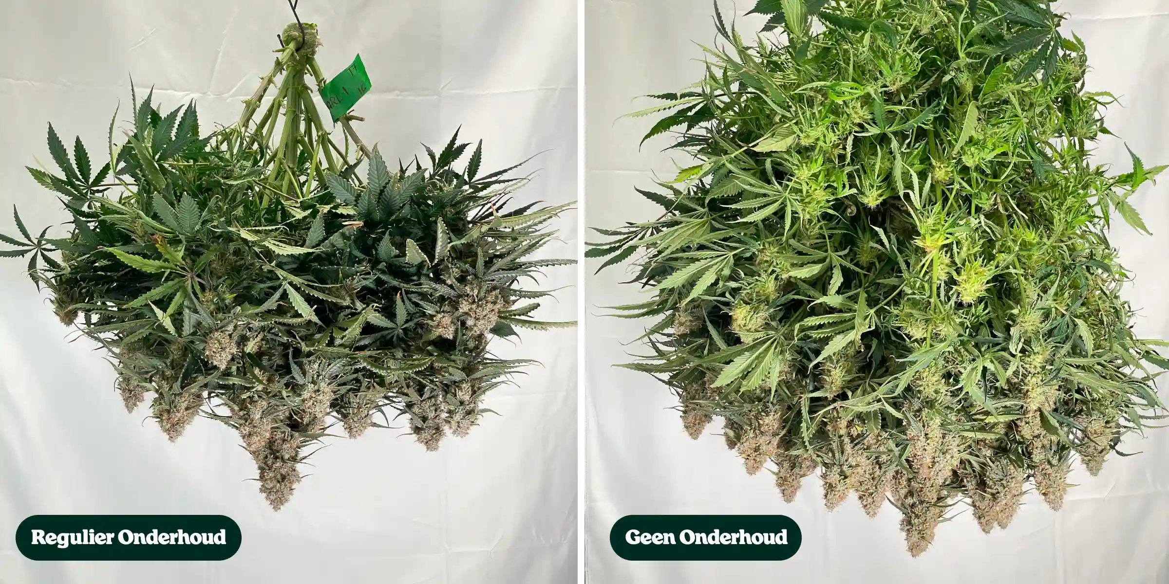 Vergelijking van cannabisonderhoud: regulier vs geen onderhoud Zij-aan-zij vergelijking van cannabisplanten na de oogst, met behandelingen met regulier onderhoud versus geen onderhoud, en verschillen in canopydichtheid, bladgroei, knopstructuur en gesnoeide takken.