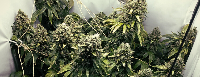 Northern Light Royal Queen Seeds Northern Light Royal Queen Seeds