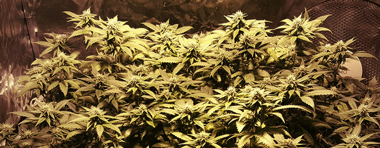 OG KUSH OG KUSH