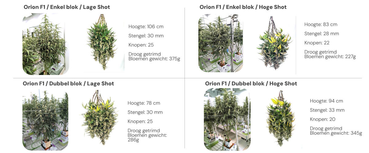 Resultatenoverzicht van Orion F1 met vergelijking tussen single block en dual block bij lage en hoge irrigatie
