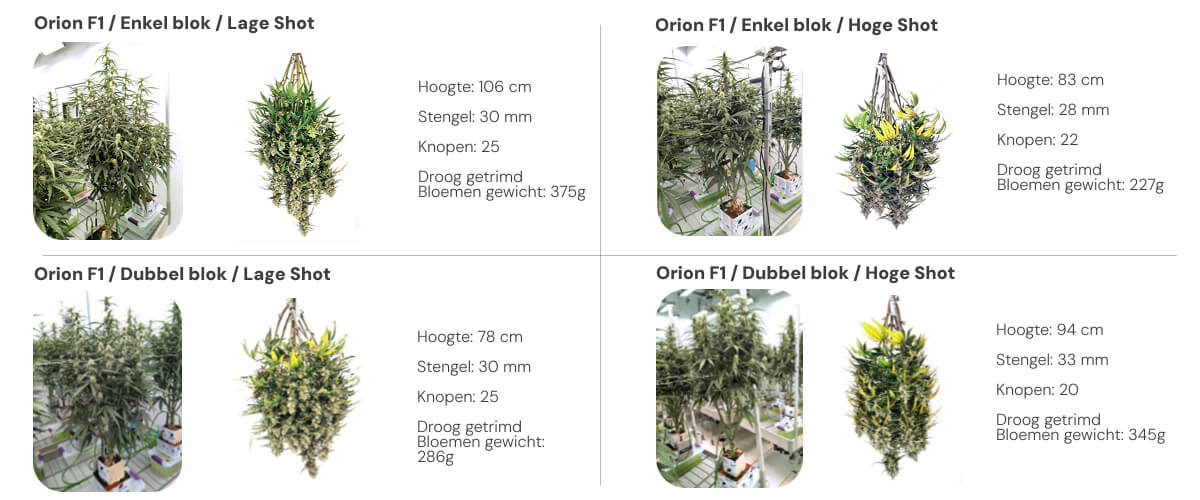 Orion F1 resultaten: vergelijking single block vs dual block Resultatenoverzicht van Orion F1 met vergelijking tussen single block en dual block bij lage en hoge irrigatie