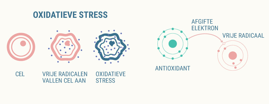 Oxidatieve stress