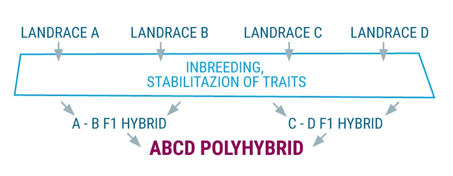 Polyhybrid landrace cannabis stammen