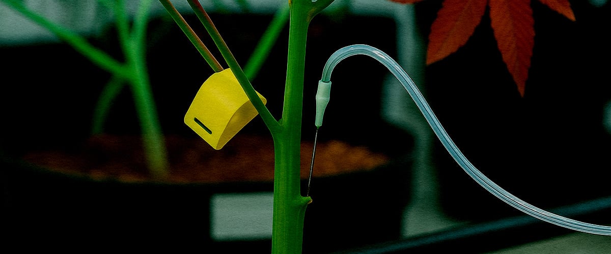 Close up PSIS techniek sucrose oplossing direct in cannabissteel geïnjecteerd tijdens bloei voor zwaardere toppen en hogere cannabinoïde opbrengst