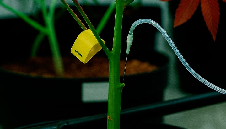 Close up PSIS techniek sucrose oplossing direct in cannabissteel geïnjecteerd tijdens bloei voor zwaardere toppen en hogere cannabinoïde opbrengst