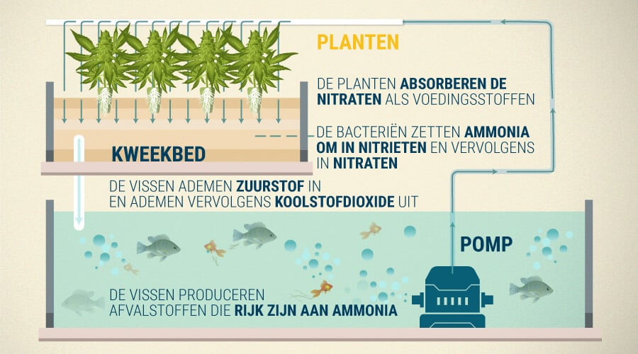 Waarom Aquaponics Werkt En Wat De Voordelen Zijn Bij Het Verbouwen Van Cannabis