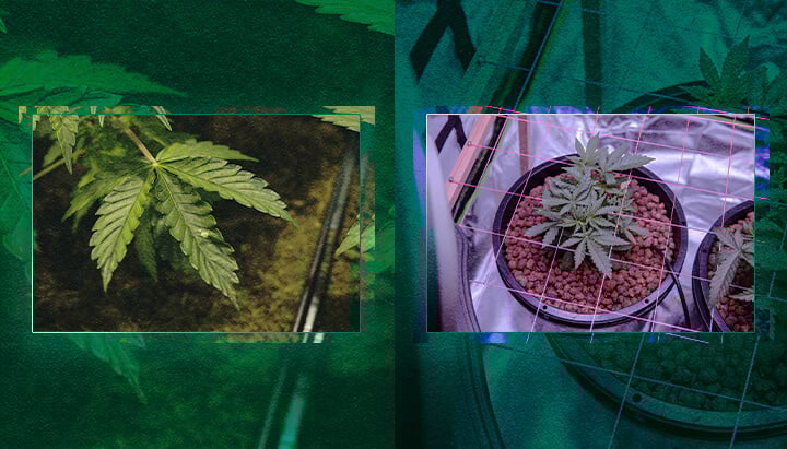 Een Kweeksysteem Kiezen: Aarde of Hydroponie? Een Visuele Gids Een kweeksysteem kiezen: Aarde of hydroponie? Vergelijk deze twee populaire methoden visueel om je te helpen de beste aanpak voor jouw tuinbehoeften te bepalen.