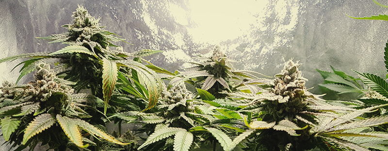 Pineapple Kush Pineapple Kush