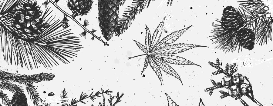 Pinene Cannabis Terpenen