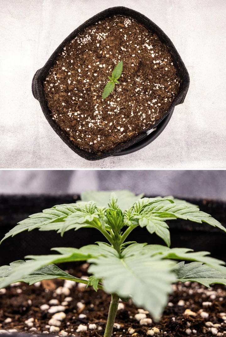 Pink Mist Auto kweekverslag week 1: zaailingfase Pink Mist Auto cannabiszaailing in week 1, met de eerste groei in een stoffen pot gevuld met aarde en de ontwikkeling van de eerste echte bladeren.