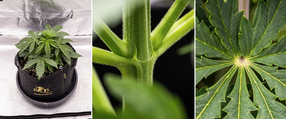 Pink Mist Auto cannabisplant tijdens week 2 tot en met 4 van de vegetatieve groei, met gezond groen blad, ontwikkelende zijtakken en de eerste tekenen van bloei.