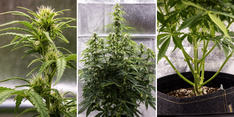 Pink Mist Auto kweekverslag, week 5–7: bloeifase Pink Mist Auto cannabisplant tijdens week 5 tot en met 7 van de bloei, met ontwikkelende toppen en witte stampers, krachtige verticale groei en gesnoeide onderste takken.