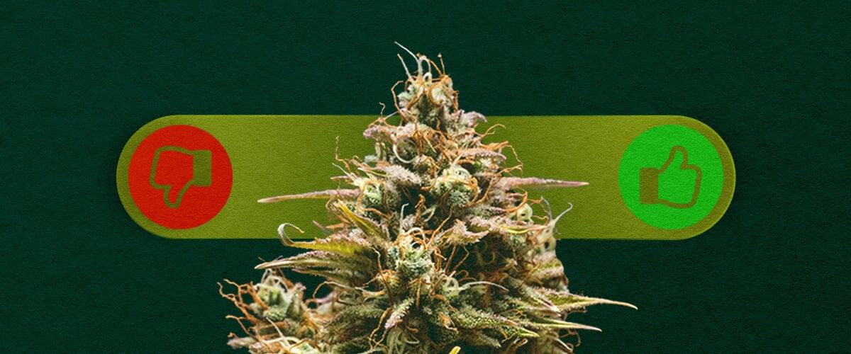 Autoflower Cannabis: De Voordelen en Nadelen van Kweken Afwegen Voordelen en nadelen van autoflower cannabis: Ontdek de voordelen (snelle groei, makkelijk voor beginners) en nadelen (lagere opbrengsten, minder controle) van het kweken van autoflowering soorten.